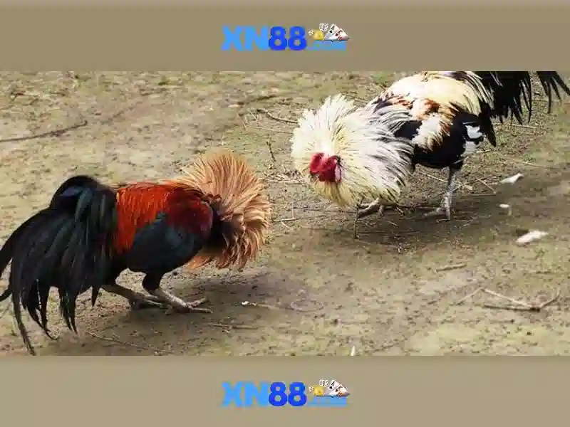 💎romawibet slot💎 💎romawibet slot💎